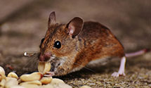 24 Hour & Emergency Exterminators in Ellis Island, NJ